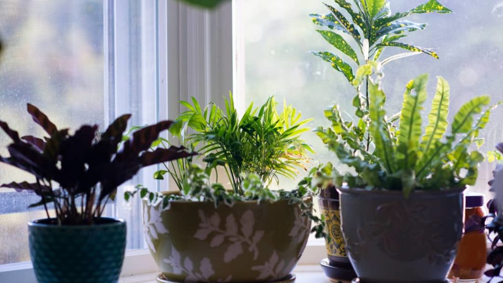 Indoor Plants Best Dropshipping Product Ideas